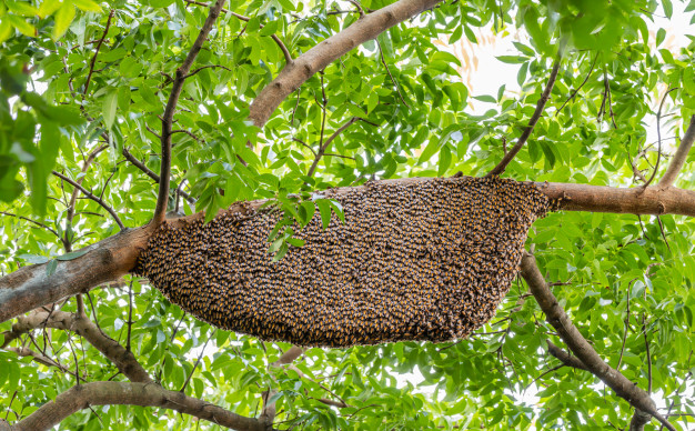 Khai thác mật ong rừng như thế nào?