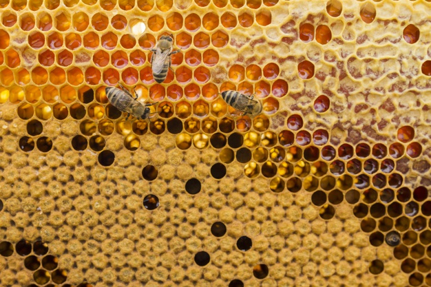 Cách làm đẹp bằng mật ong và đu đủ.