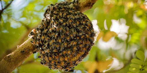 Cách phân biệt mật ong rừng