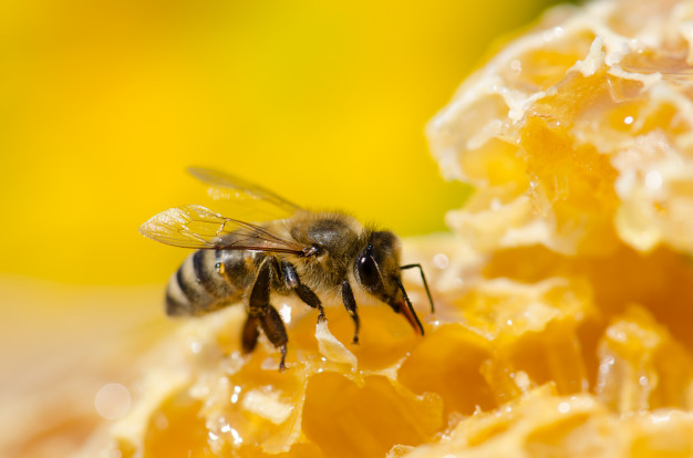 Sữa ong chúa giúp ngăn ngừa ung thư