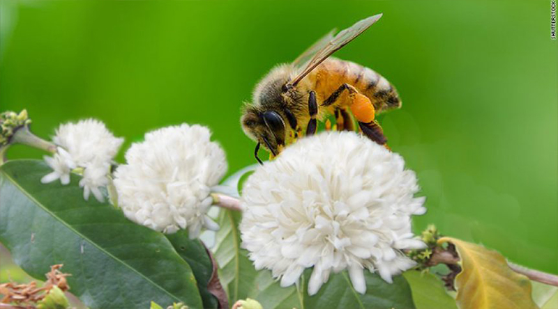 mật ong hoa cà phê