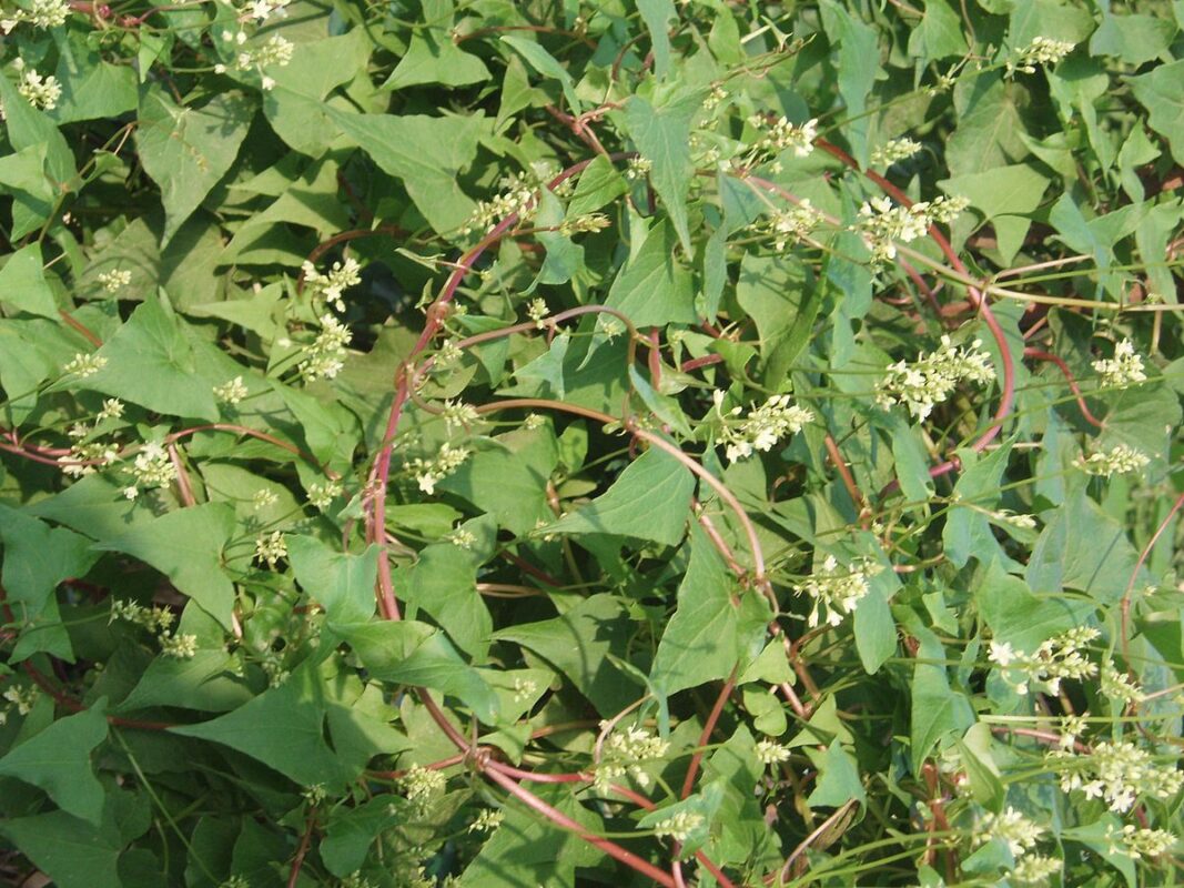 Viên hà thủ ô mật ong