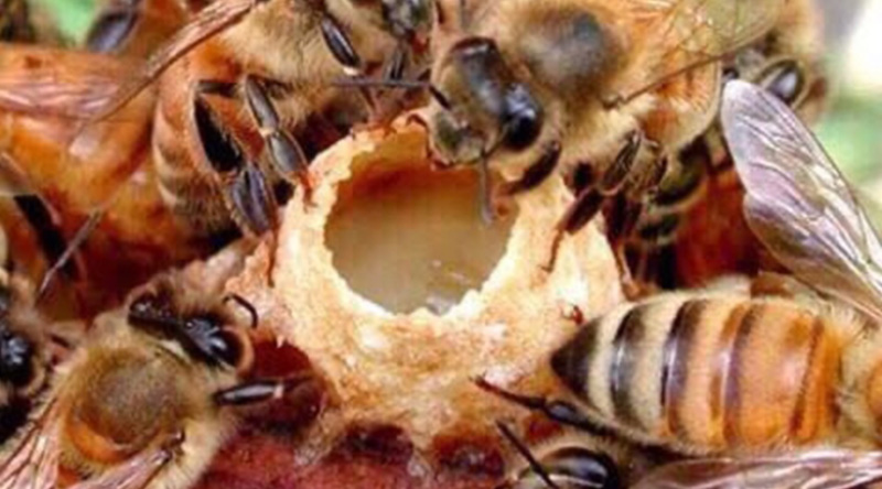 Cách chế biến nhộng ong