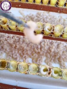 Nhộng ong Trần Mao - Sản phẩm thiên nhiên an toàn cho sức khoẻ