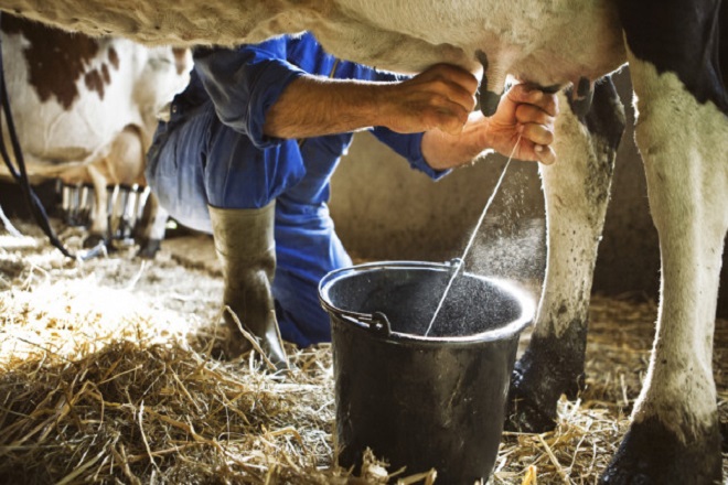 Sữa bò và sữa công thức được thay thế bởi sữa gì?
