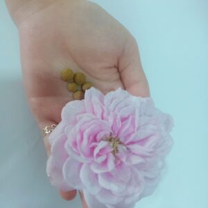 Viên đặt phụ khoa Nữ Hoàng
