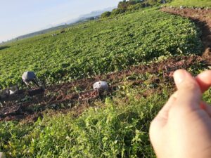 Nông dân Đắk Lắk mang cả đồng khoai ế lên chợ mạng